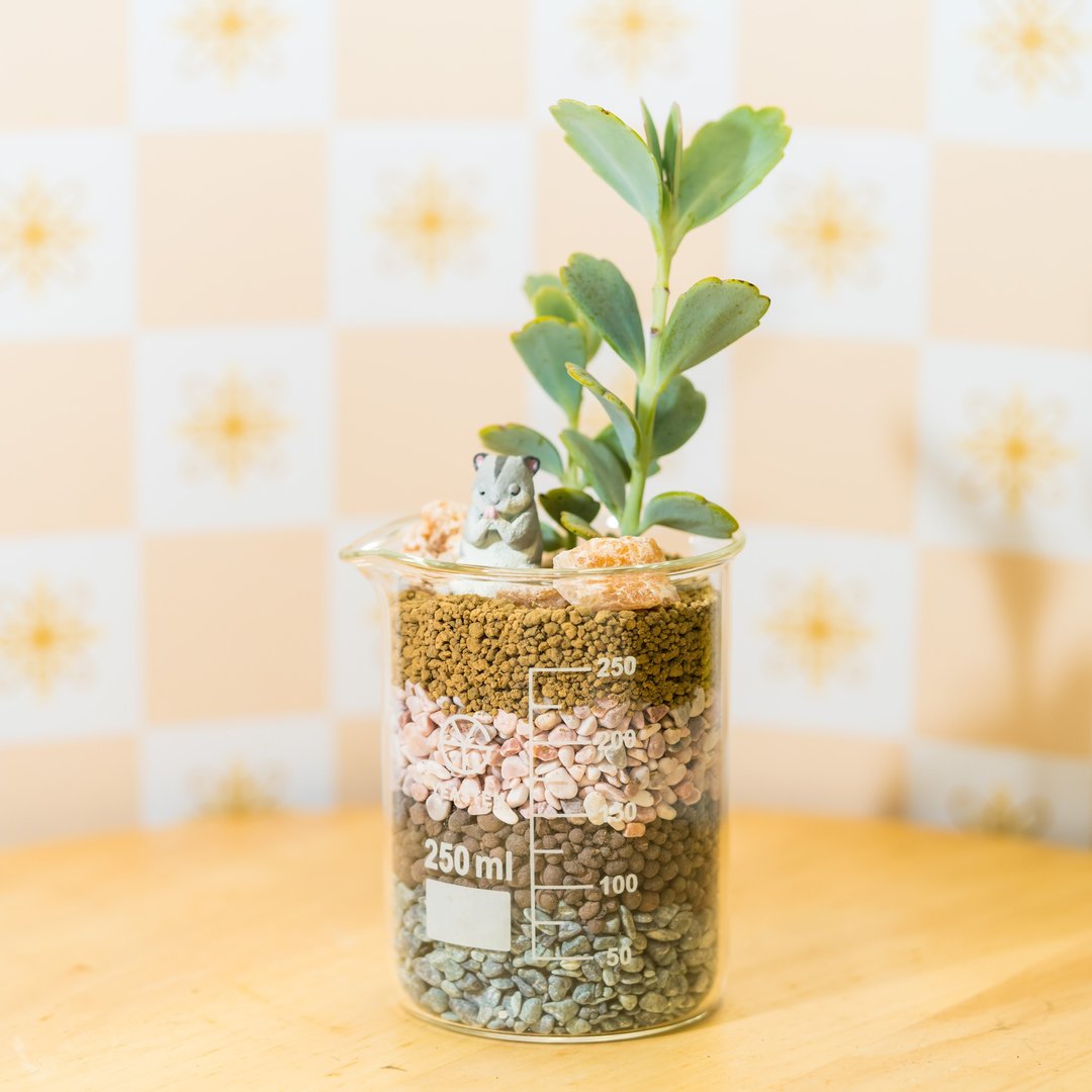 祝福系烧杯-锦绣【植物保固】 - 植栽/盆栽 - 植物．花 金色
