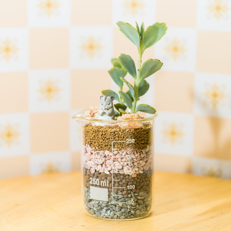 祝福系烧杯-锦绣【植物保固】 - 植栽/盆栽 - 植物．花 金色