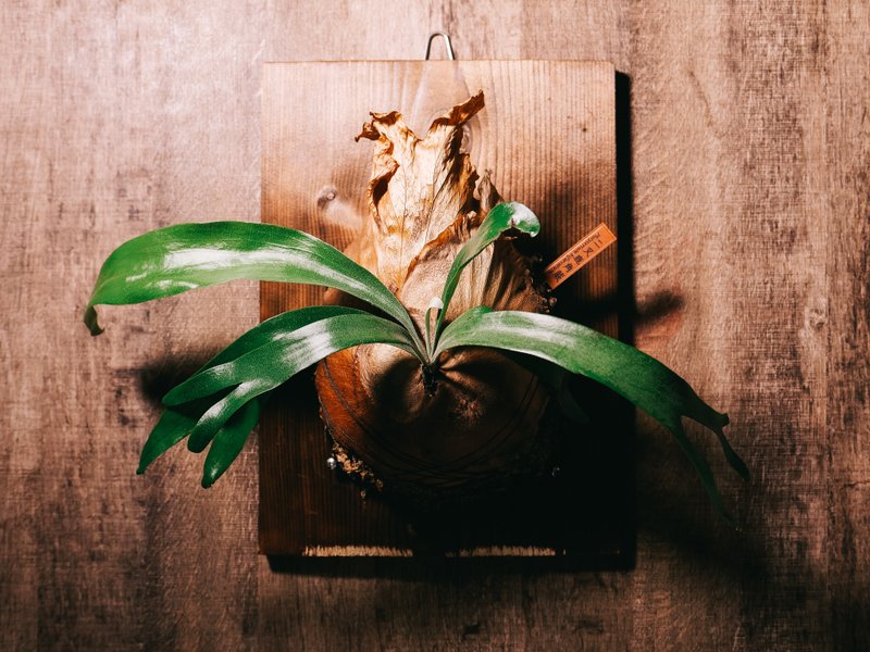 【 定制化 圣诞礼物 】植物名牌 植物牌 观叶植物 多肉植物 - 植栽/盆栽 - 真皮 多色