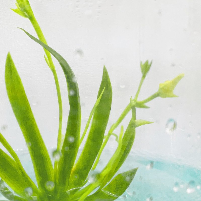 【限量款式】【扇形文心兰】小室瓶栽独家商品 瓶中开花瓶栽 - 植栽/盆栽 - 玻璃 透明