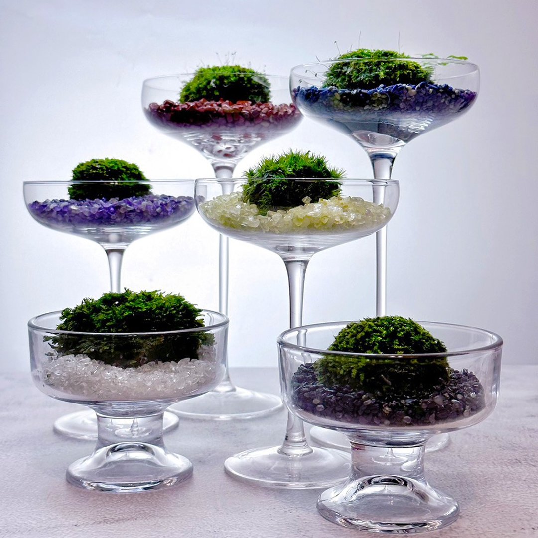 苔玉美学 - 苔藓宝石彩虹杯 - 植栽/盆栽 - 植物．花 