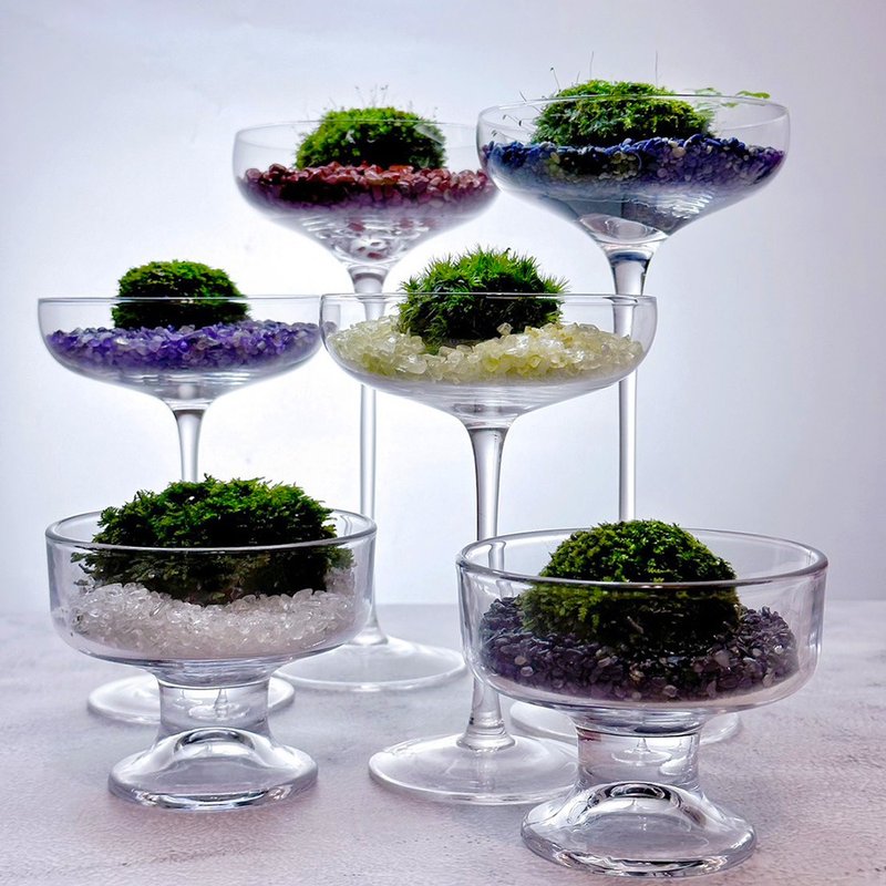 苔玉美学 - 苔藓宝石彩虹杯 - 植栽/盆栽 - 植物．花 