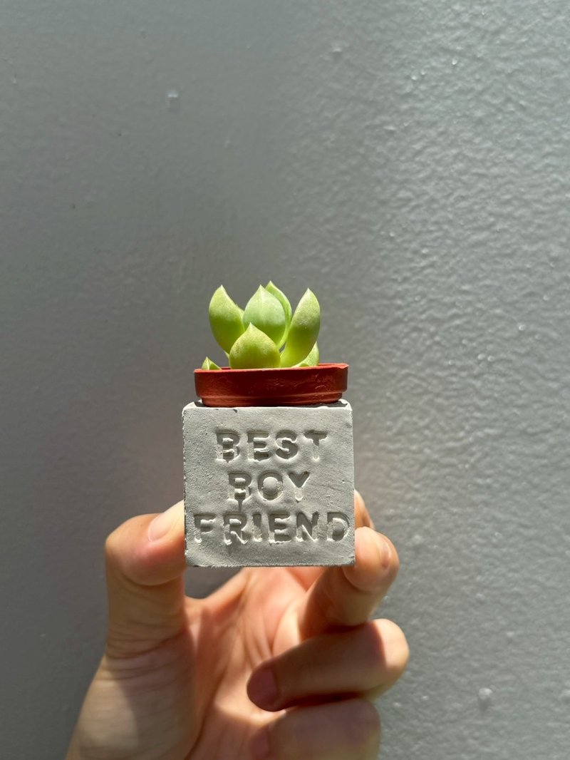 最佳男友  磁铁多肉盆栽 - 植栽/盆栽 - 水泥 