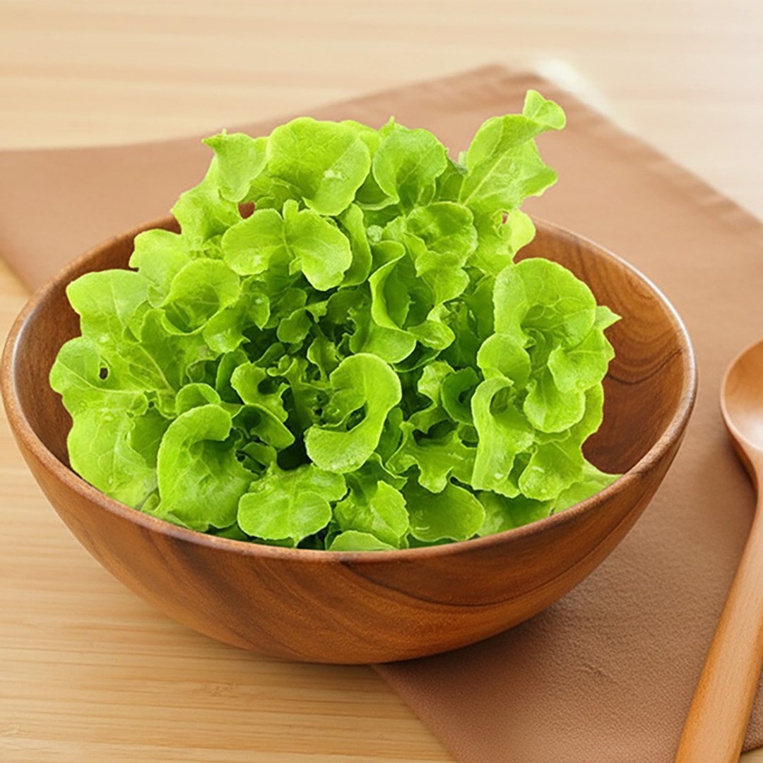 【绿橡木莴苣】两入组 / 水耕 / 生菜 / 宅配 - 其他 - 新鲜食材 绿色