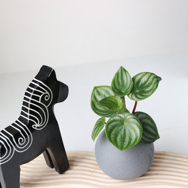 新品特价 水培植栽│西瓜皮椒草_室内植物 办公室盆栽  水耕植物 - 植栽/盆栽 - 陶 