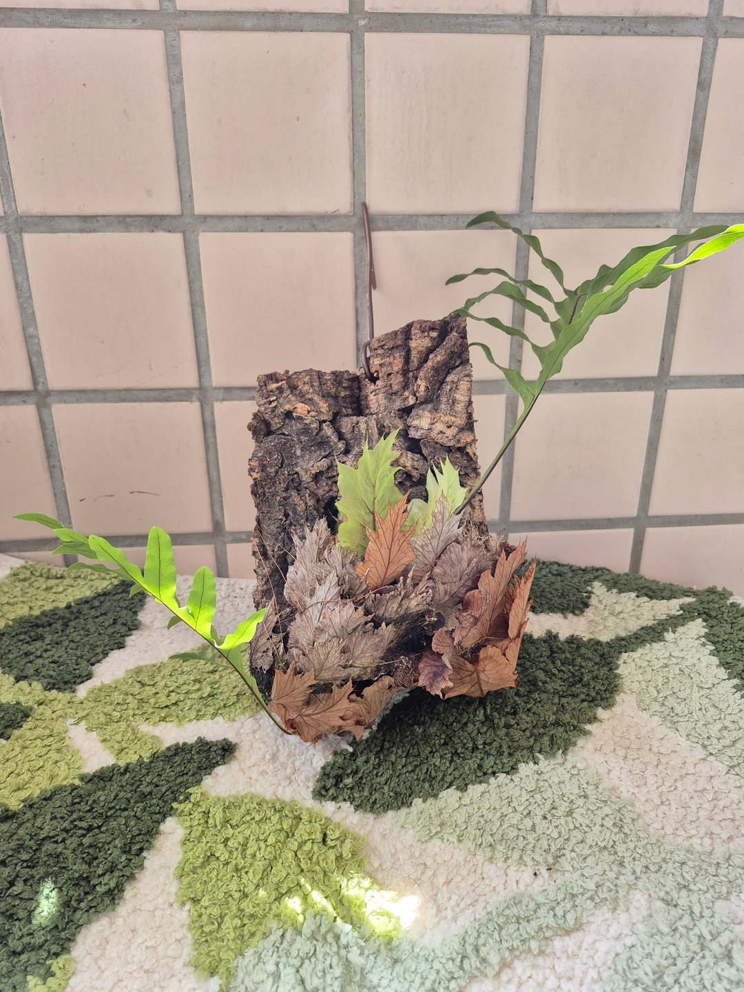 台湾槲蕨上板 初生树皮 可吊挂 - 植栽/盆栽 - 植物．花 