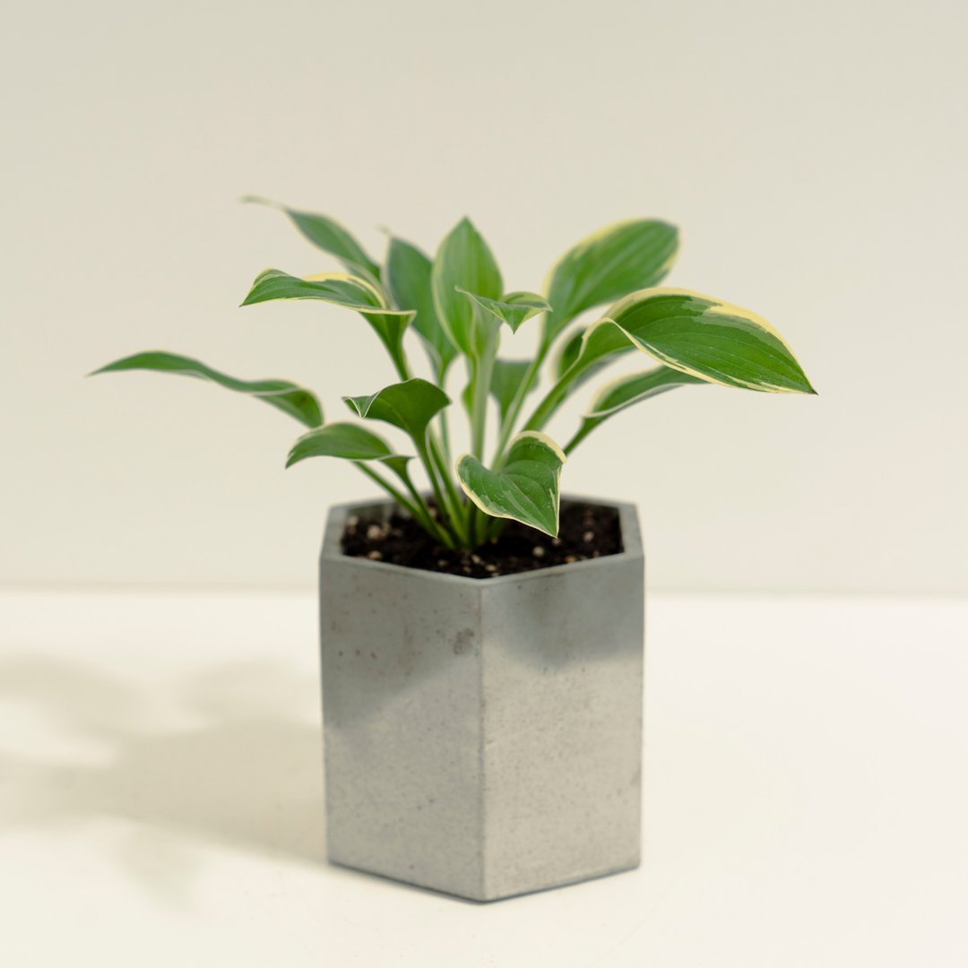 斑叶玉簪│泥作系列│福所栽 - 植栽/盆栽 - 水泥 绿色