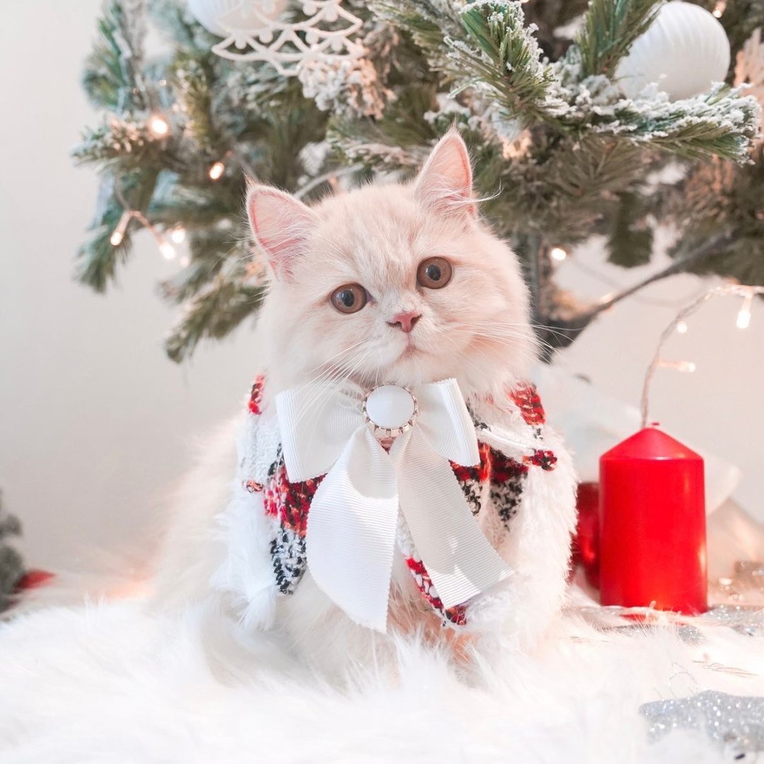 Neck collar for dogs and cats MOONIES PET008: FIRST SNOW - 衣/帽 - 其他材质 