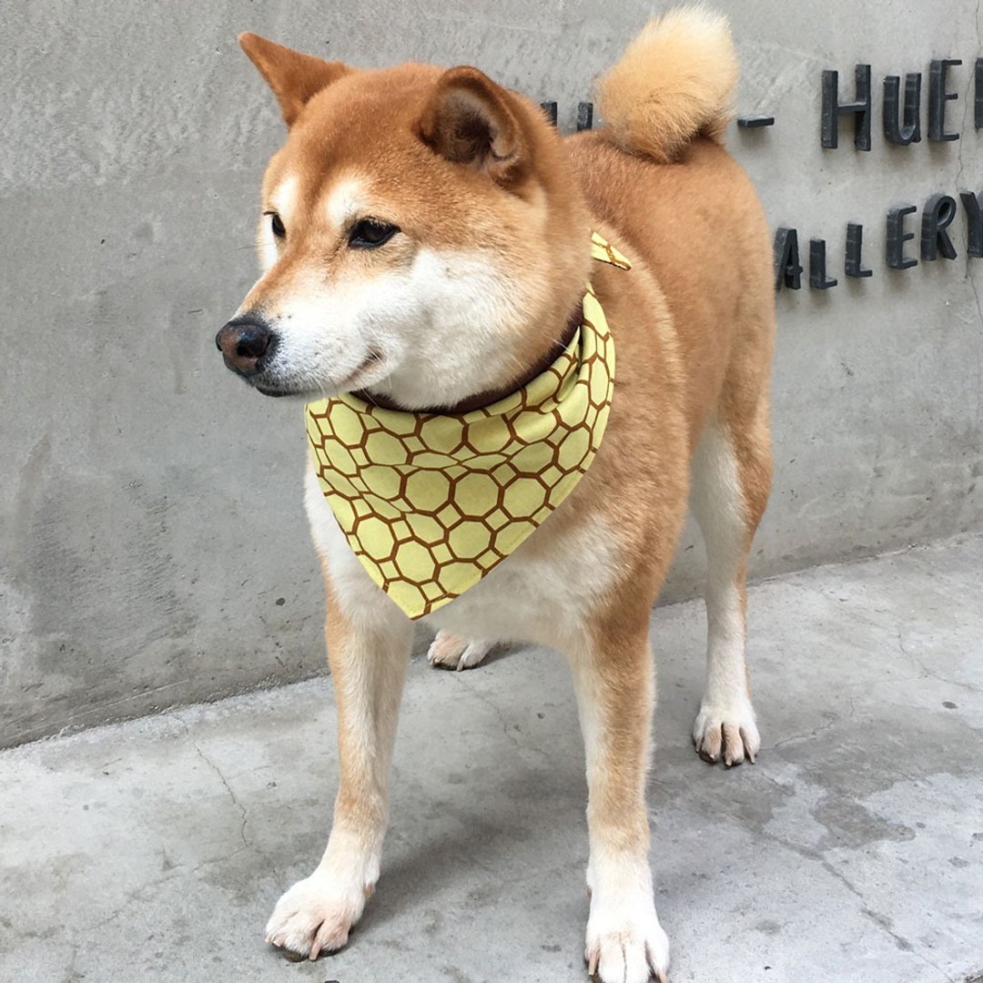 狗狗专属名领巾-定制化(中型犬)- 窗花 - 项圈/牵绳 - 棉 黄色