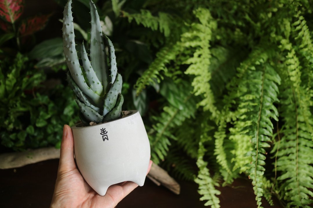 精灵盆-多肉植物-手工水泥盆-通风设计 - 植栽/盆栽 - 水泥 灰色