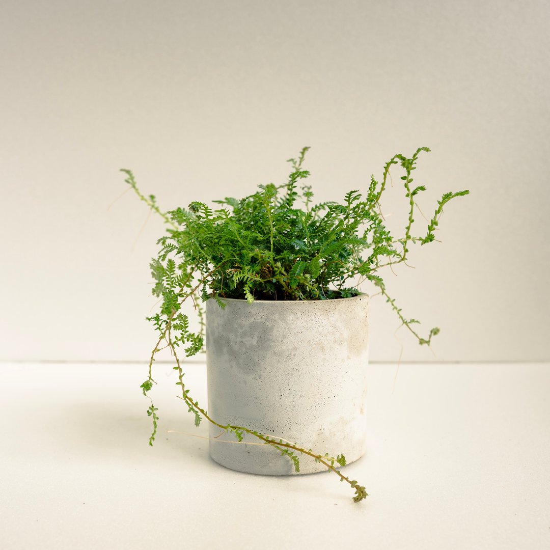 蓝地柏│泥作系列│福所栽 - 植栽/盆栽 - 水泥 蓝色