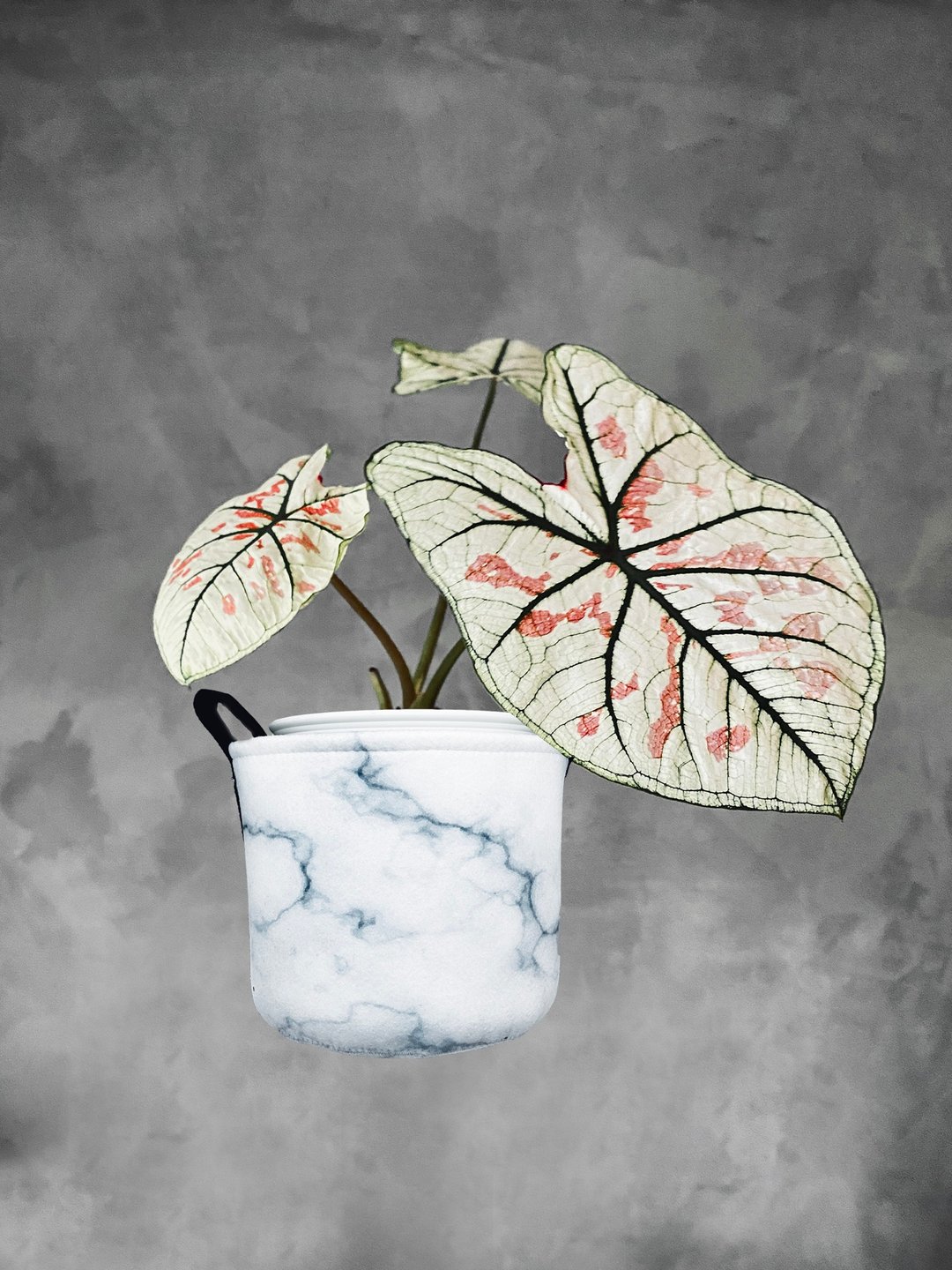 BLR 植物提袋 白石纹 CZ01 植栽 置物袋 - 植栽/盆栽 - 聚酯纤维 白色