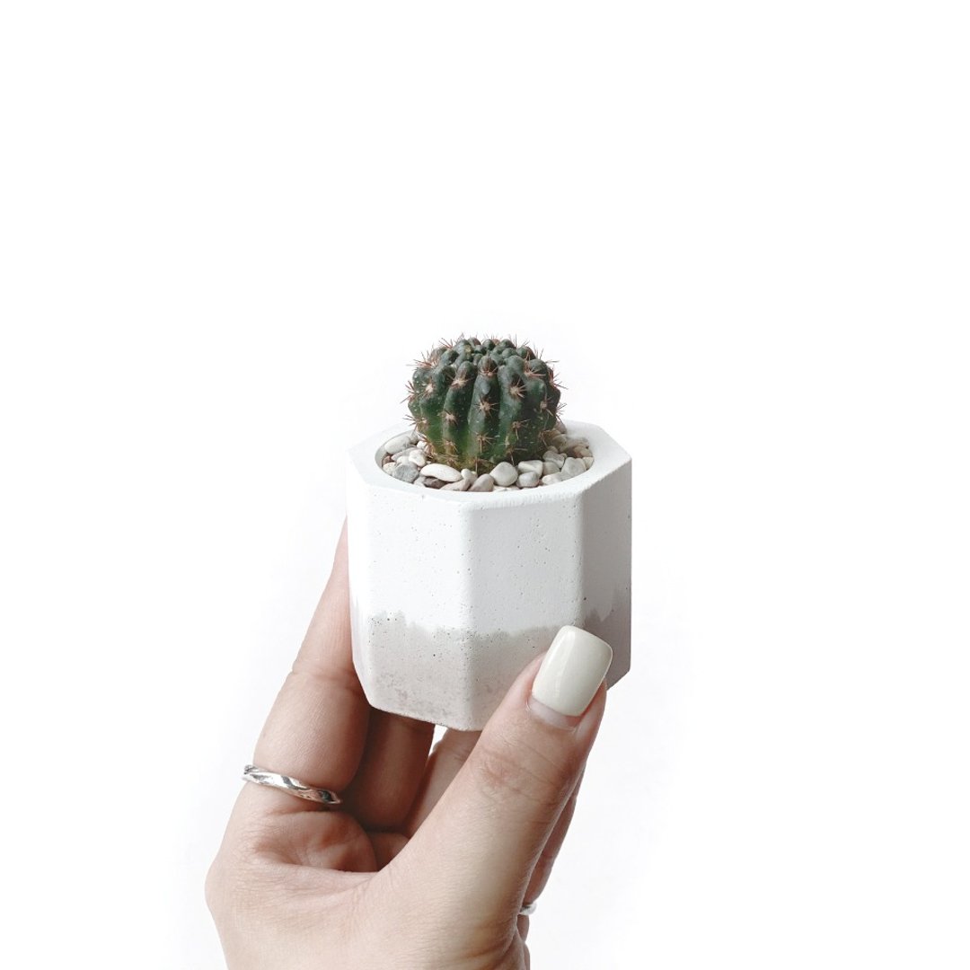 奶茶系列 | 红狮子仙人掌 小八角形双色水泥仙人掌植栽 - 植栽/盆栽 - 植物．花 卡其色