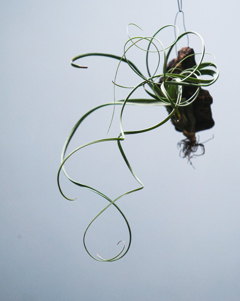 柳叶- 空气草(空气凤梨)-Tillandsia Balbisiana - 植栽/盆栽 - 植物．花 绿色