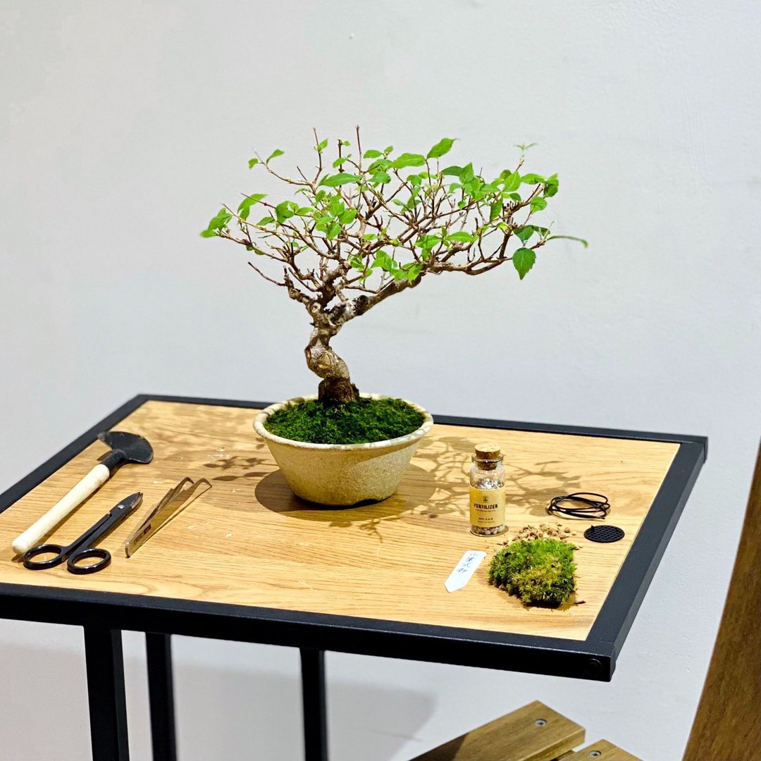 小紫式部 Murasaki Shikibu - 植栽/盆栽 - 植物．花 
