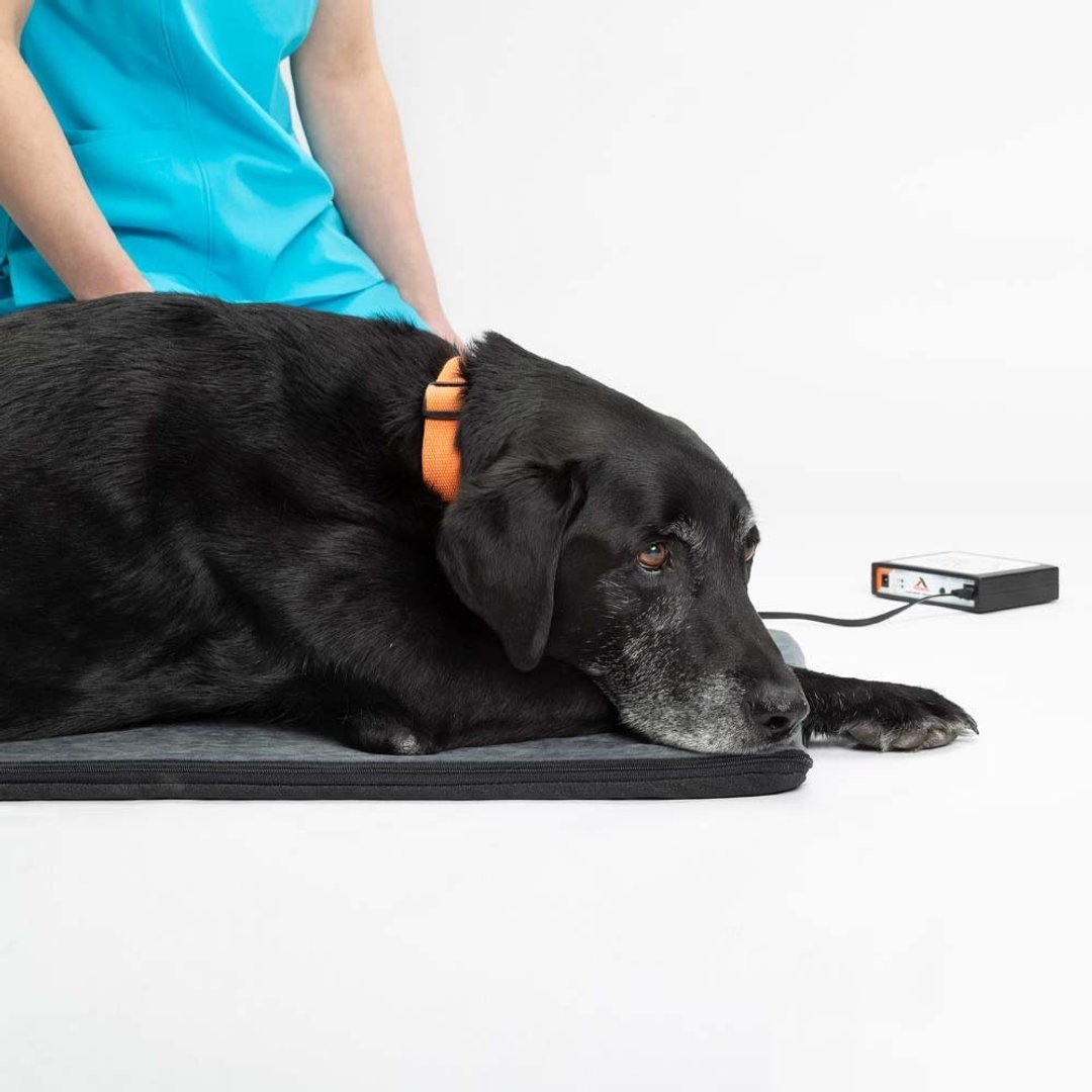 ASSISI LOOP LOUNGE 脉冲电磁垫 尺寸 M 中型犬猫适用 - 其他 - 其他材质 灰色