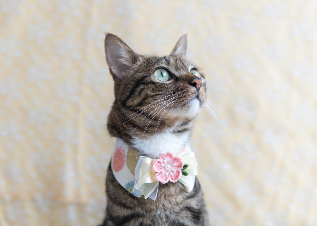 【 樱花・さくら系列】宠物领巾 猫咪/狗狗 花花 布花 - 米黄 - 项圈/牵绳 - 棉 黄色
