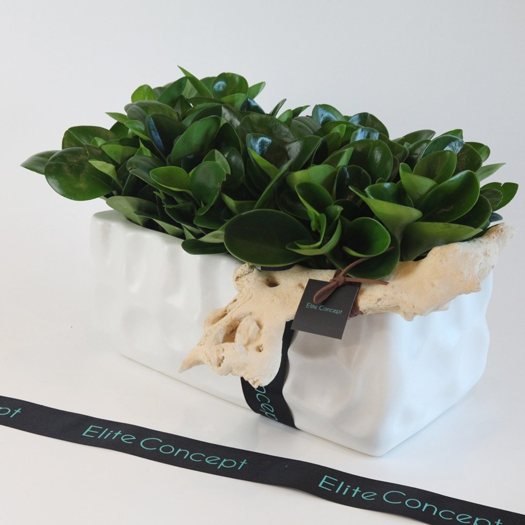 开运招财/ 桌上盆栽 - 植栽/盆栽 - 植物．花 绿色