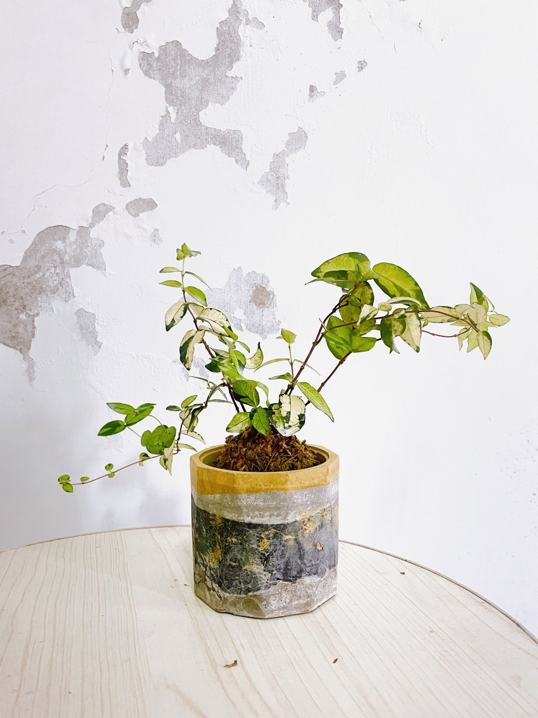 I 女鹅严选闪亮亮黄金络石苔球 I - 植栽/盆栽 - 植物．花 