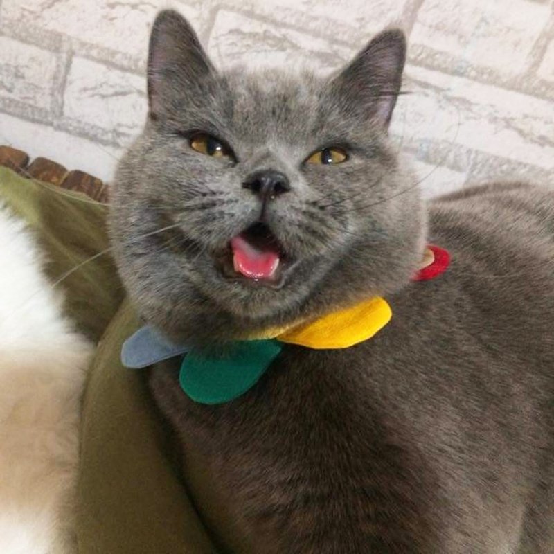 EllaWangDesign Flower petals collar 彩虹 彩色 花瓣 颈圈 - 项圈/牵绳 - 棉．麻 多色