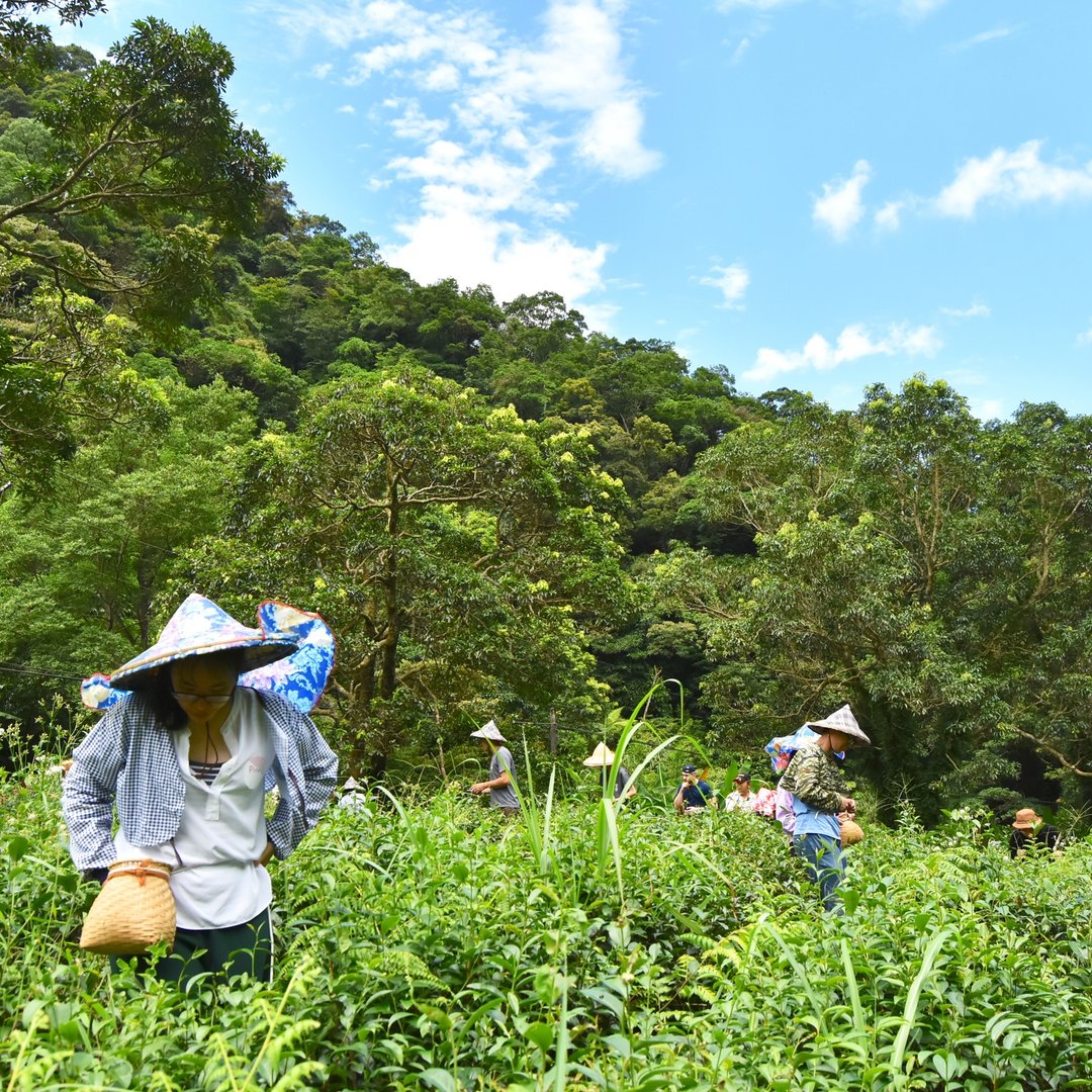 7-8 月・初夏・山不枯 跟着职人采茶去 - 深度旅游 - 新鲜食材 