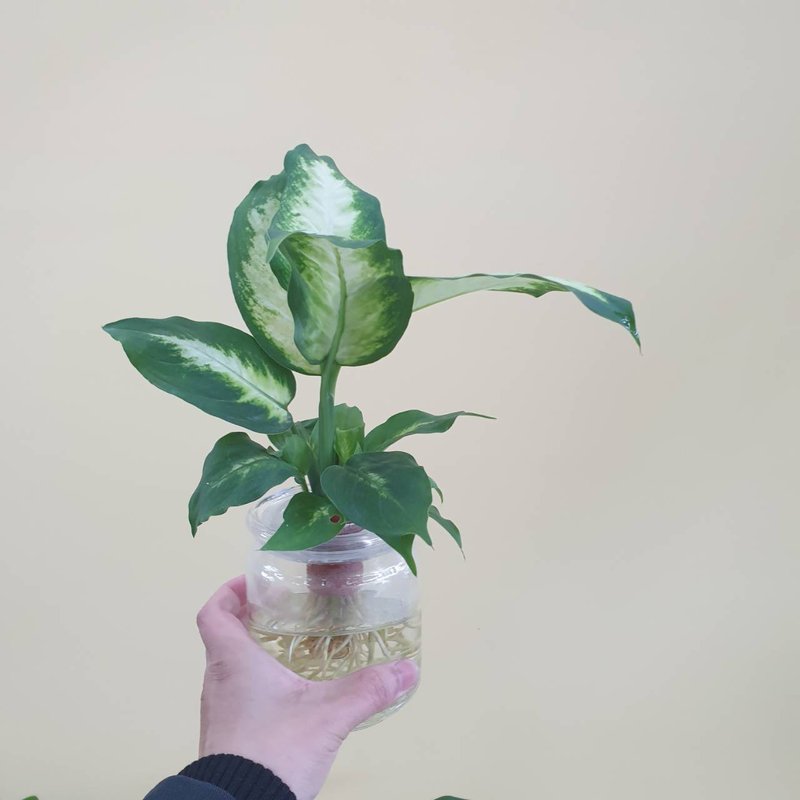 植栽 室内盆栽 白玉万年青 水耕 懒人盆栽 - 植栽/盆栽 - 玻璃 绿色