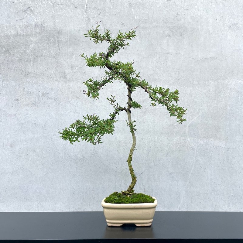 中品盆栽-小叶铃萨姆 姬铃萨姆 送礼 - 植栽/盆栽 - 植物．花 
