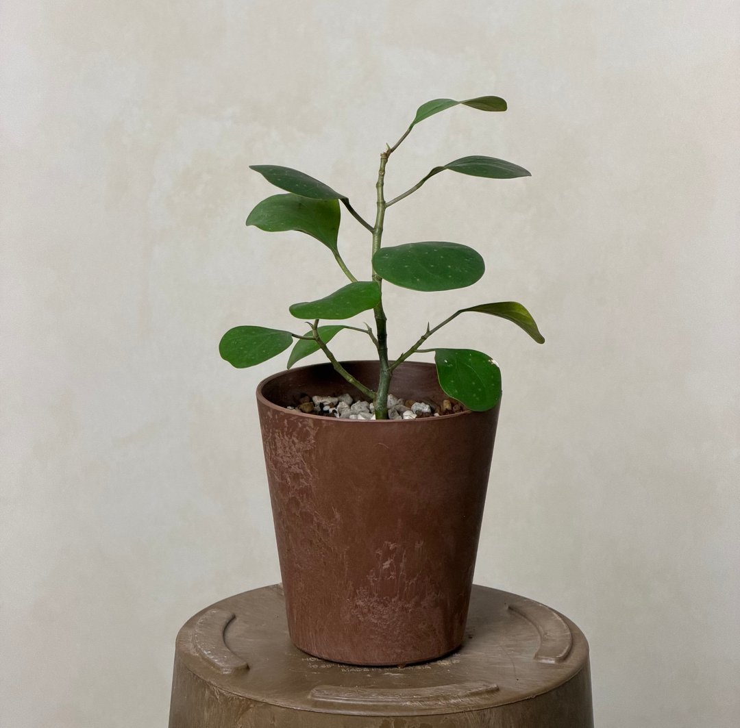小判菩提/金背榕 - 植栽/盆栽 - 植物．花 