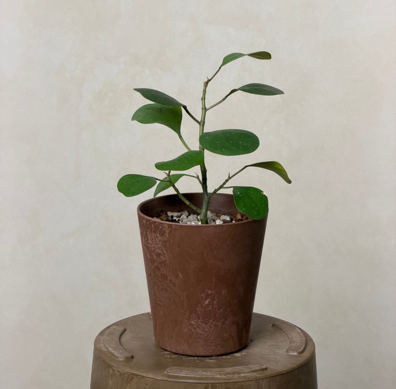 小判菩提/金背榕 - 植栽/盆栽 - 植物．花 