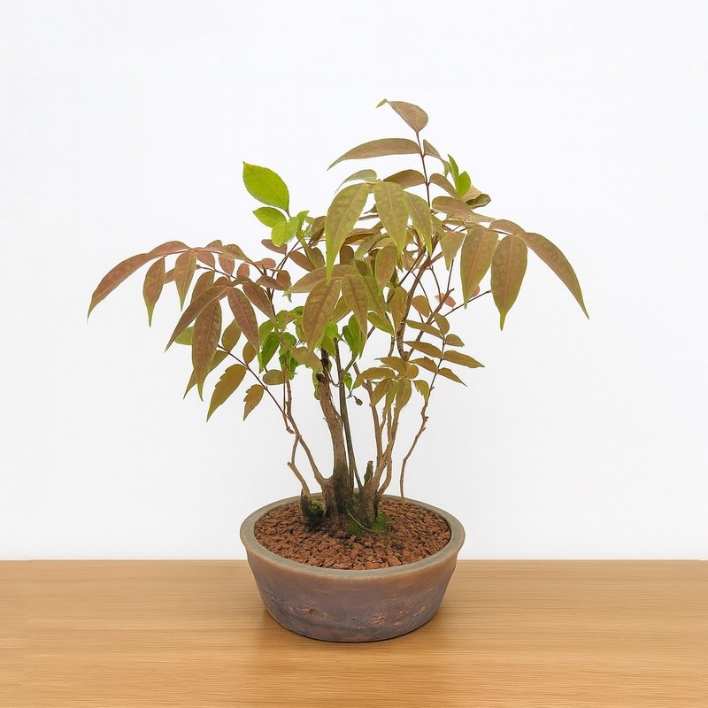 小品盆栽・黄栌木・ハゼノキ - 植栽/盆栽 - 植物．花 