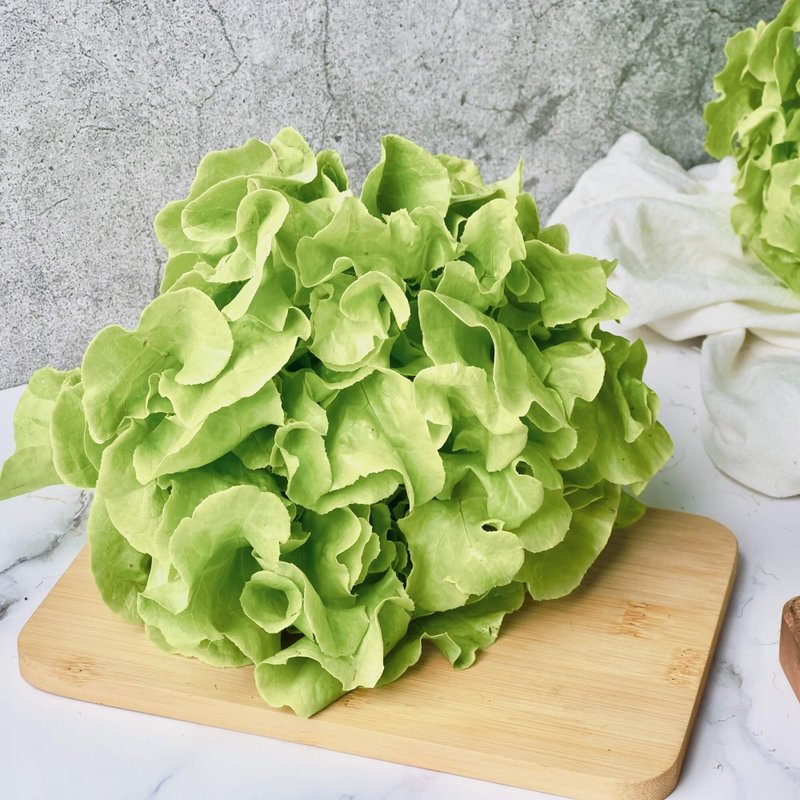 【绿十水耕生菜】绿橡木150g、生菜、沙拉、莴苣、水耕蔬菜 - 其他 - 新鲜食材 