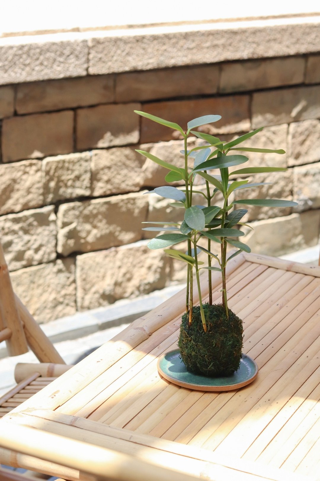 植栽苔玉 琼崖海棠/胡桐 - 植栽/盆栽 - 绣线 绿色