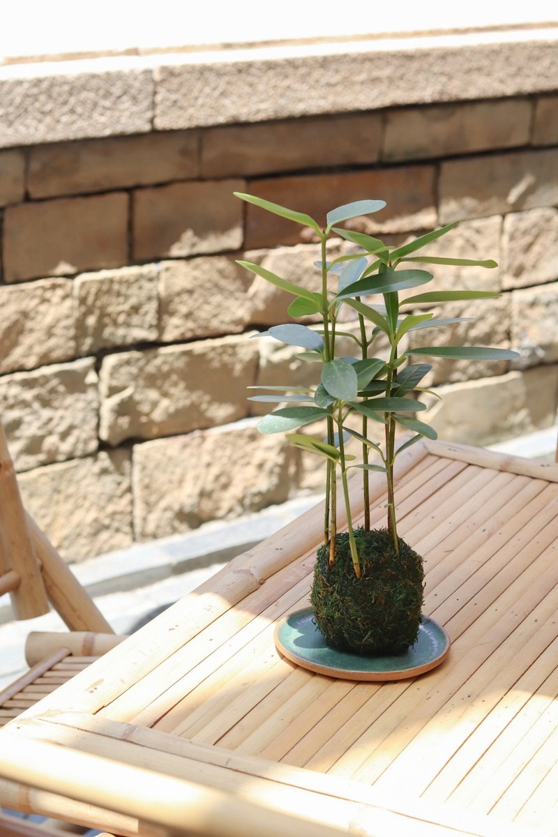 植栽苔玉 琼崖海棠/胡桐 - 植栽/盆栽 - 绣线 绿色