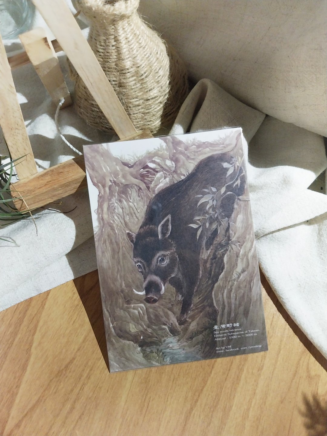 野猪-台湾特有动物系列-特有亚种 台湾 明信片 - 卡片/明信片 - 纸 
