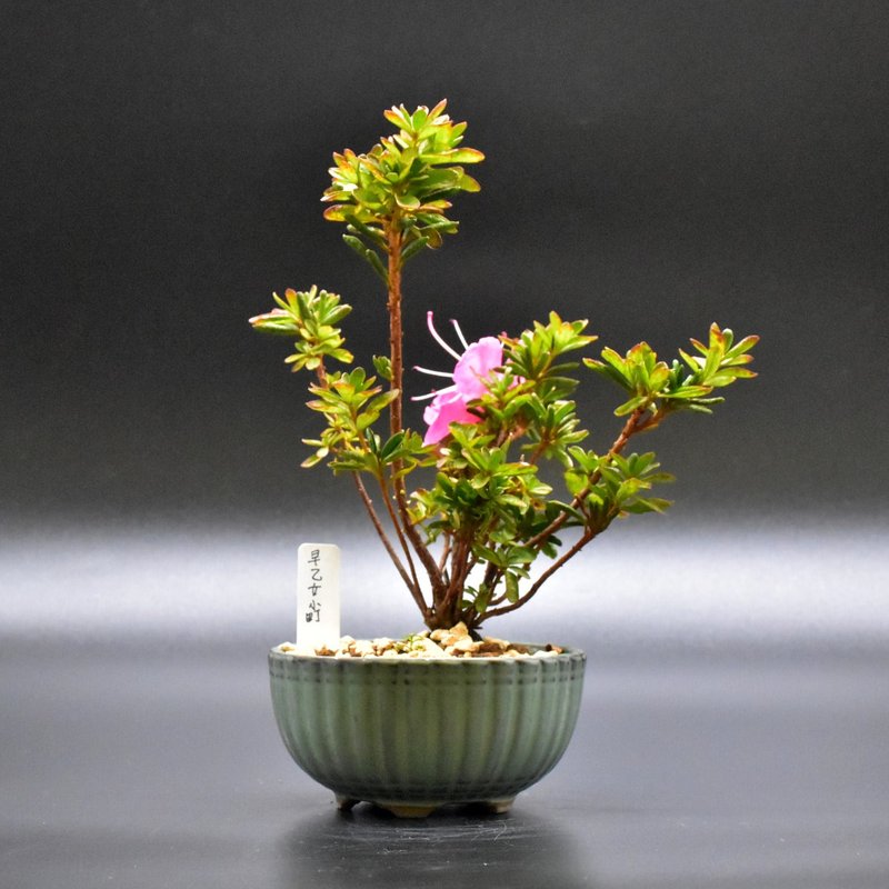 早乙女小町 Saotome Komachi Satsuki Azalea - 植栽/盆栽 - 植物．花 