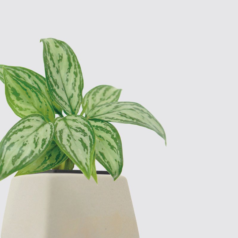 │ 方盆系列 │银后粗肋草 - 观叶植物 水耕盆栽 陶瓷盆器 - 植栽/盆栽 - 植物．花 