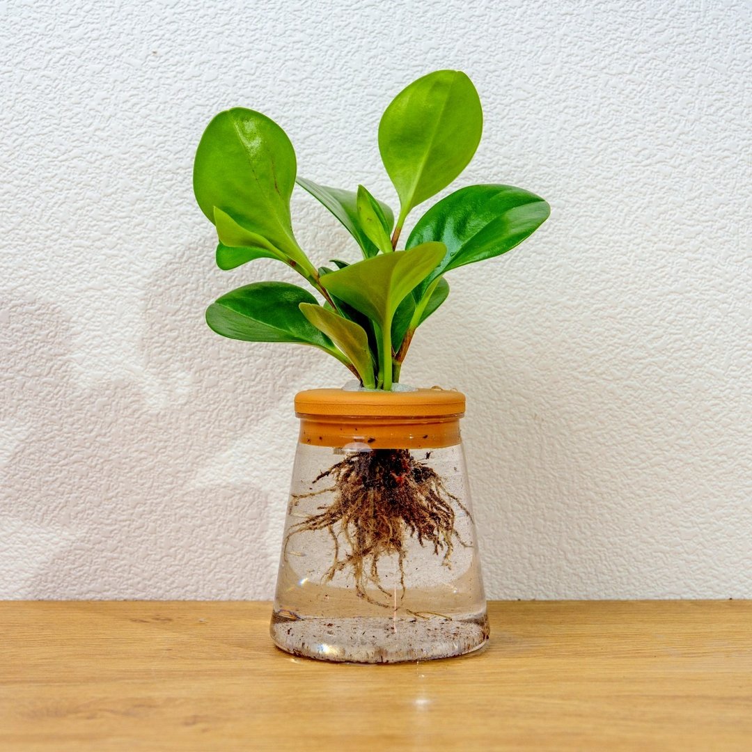 圆叶椒草 三角水耕盆栽 室内植物 观叶植物 礼物 水培 办公室小物 - 植栽/盆栽 - 陶 透明