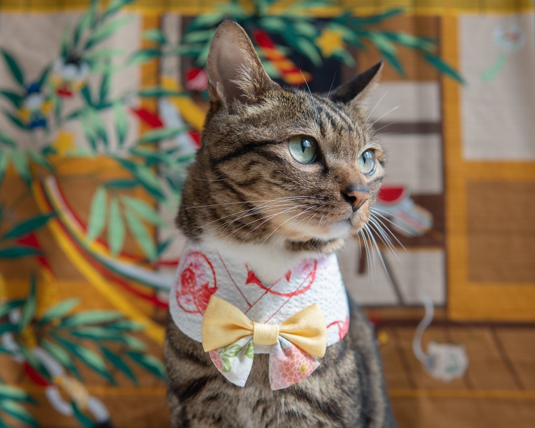 【浴衣・ゆかた】宠物领巾 围兜 猫咪/狗狗 夏日 祭典 - 金鱼 - 项圈/牵绳 - 棉 白色