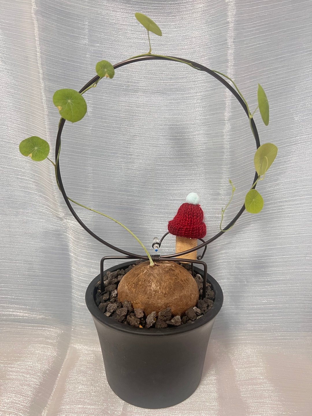 圆叶山乌龟 (L) 已发芽 块根植物 附攀爬架及软木塞人 塑胶 植物/ - 植栽/盆栽 - 塑料 
