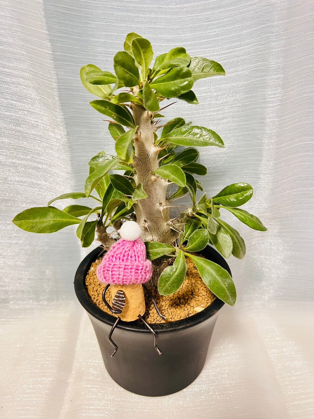 白马城棒槌树 块根植物 附独家设计造型软木塞人 - 植栽/盆栽 - 塑料 黑色