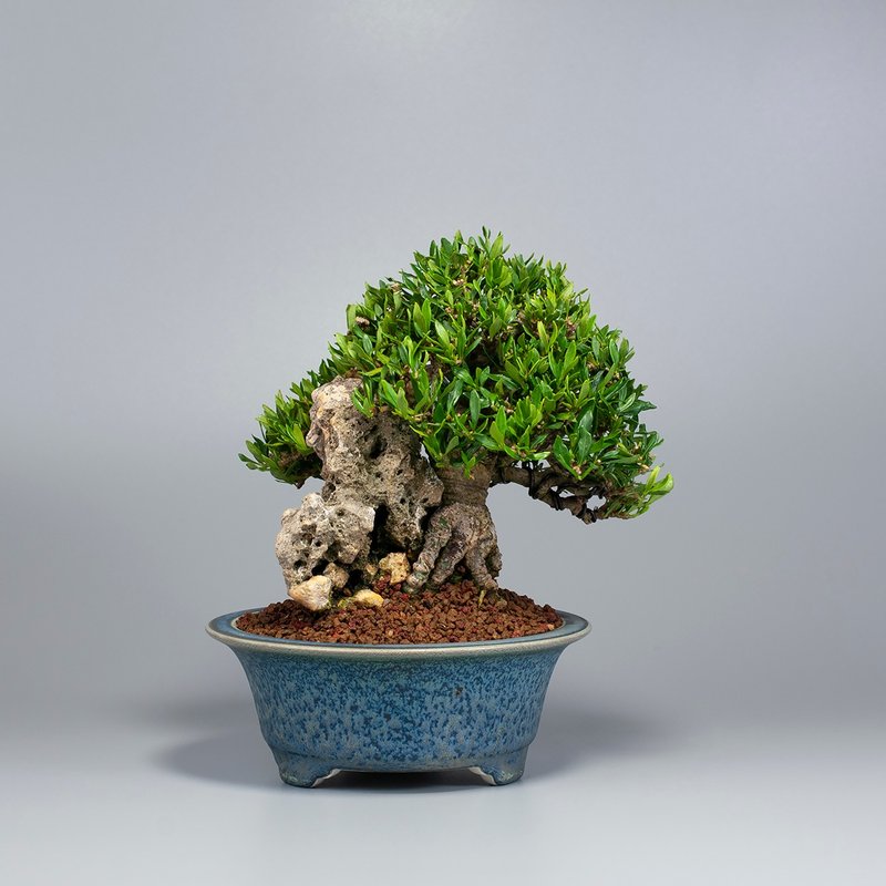 【附石盆景】精致盆景 绿意盆景 送礼推荐 - 植栽/盆栽 - 植物．花 