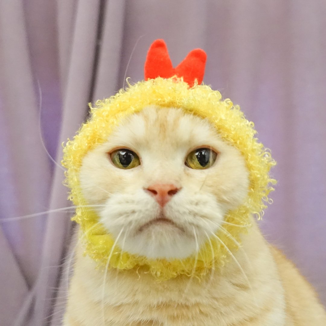 炸虾天妇罗宠物猫狗帽子头套*S号 - 衣/帽 - 棉 黄色