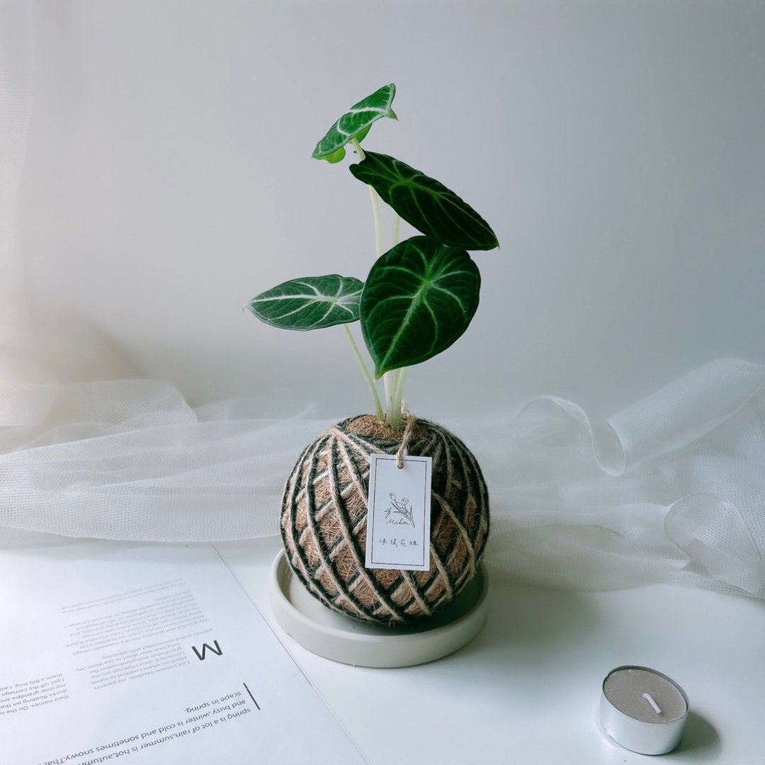 小苔球 忍者观音莲 植栽 室内植物 - 植栽/盆栽 - 植物．花 
