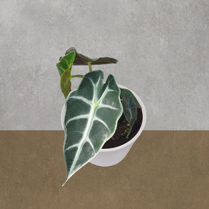 植物 黑叶观音莲 观叶植物 - 植栽/盆栽 - 塑料 白色