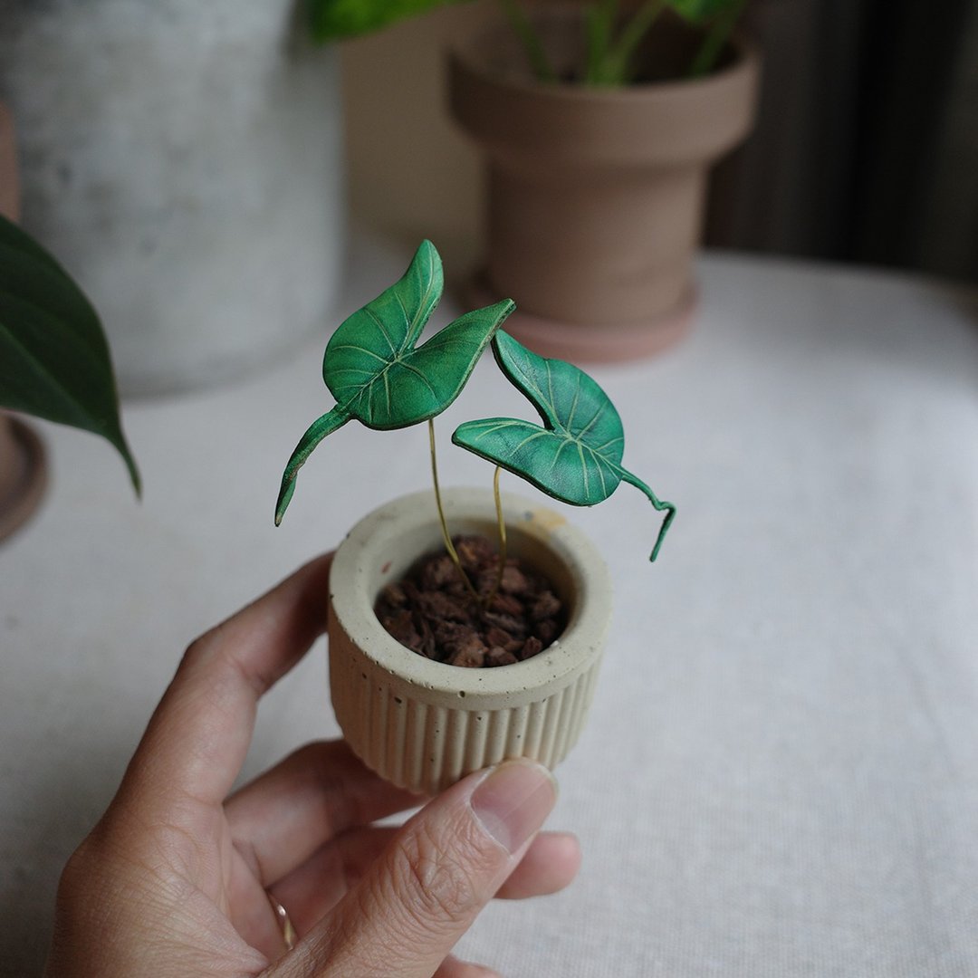 魟鱼观音莲观叶植物皮革盆栽 - 植栽/盆栽 - 真皮 绿色