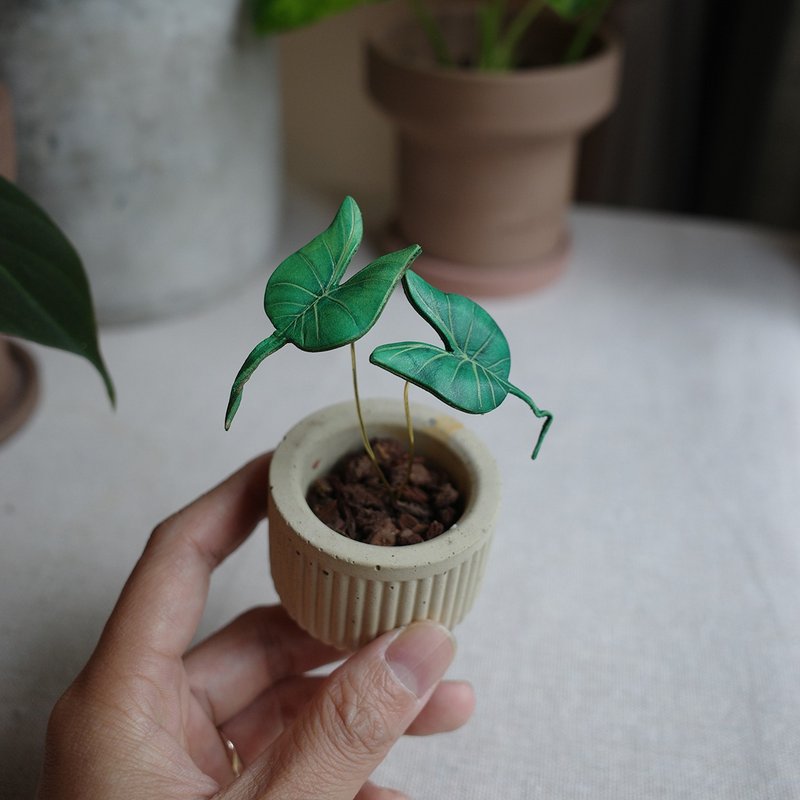 魟鱼观音莲观叶植物皮革盆栽 - 植栽/盆栽 - 真皮 绿色