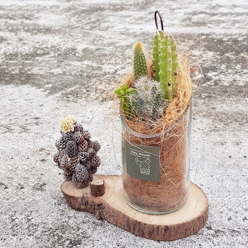 沙漠绿洲  多肉组盆 ( 透明款 ) 【 Infrequent oases in the desert 】 - 植栽/盆栽 - 植物．花 咖啡色