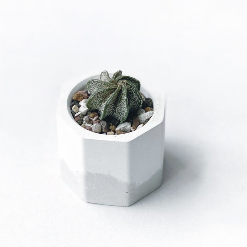(现货) 白灰渐层系列 | 大凤玉八棱 小八角形双色水泥多肉植栽 - 植栽/盆栽 - 植物．花 灰色