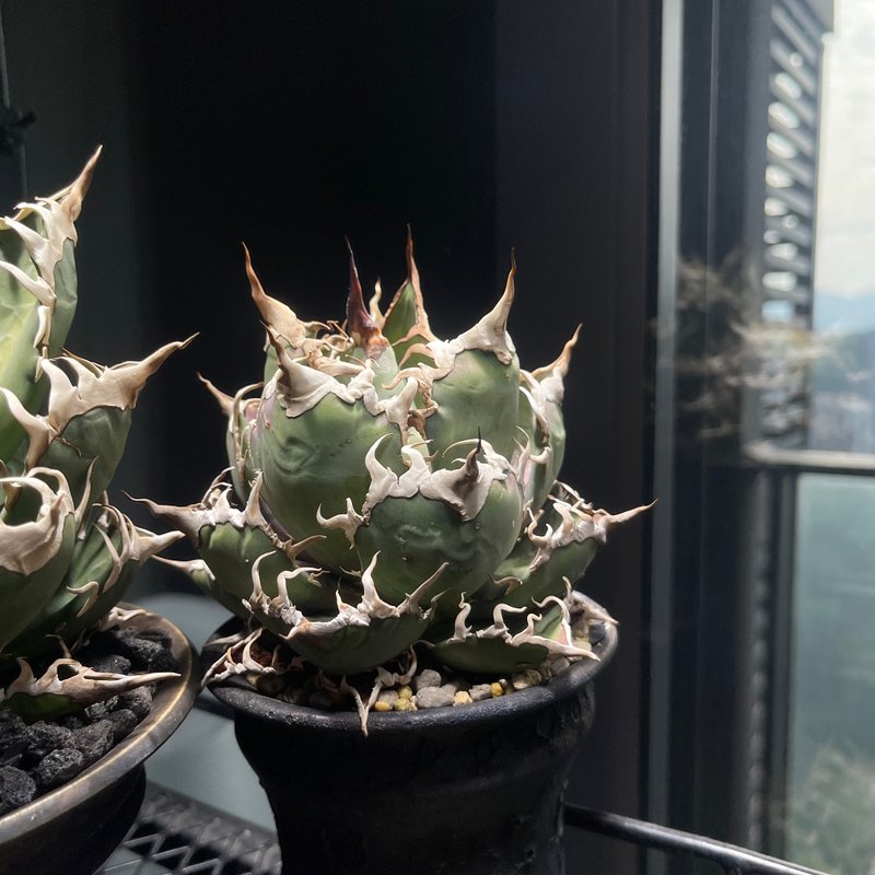 凯撒龙舌兰 - 植栽/盆栽 - 植物．花 黑色