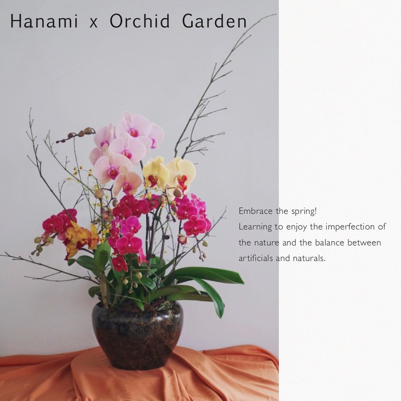 兰园系列 Orchideengarten - 植栽/盆栽 - 植物．花 